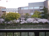 春の桜撮影 #2 大阪桜宮