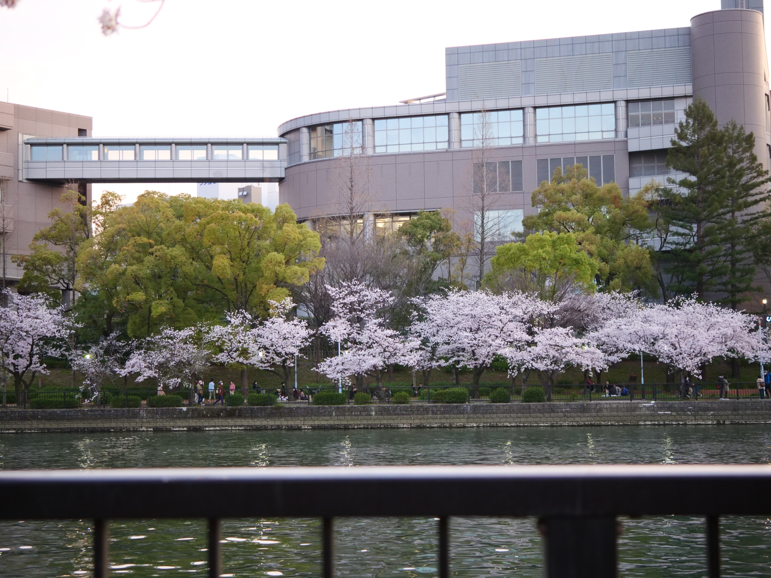 春の桜撮影 #2 大阪桜宮
